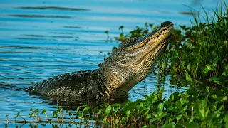 Underwater Ambush From Crocodile | BBC Earth - Crocodile ate Chicken