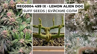 499 IX x Lemon Alien Dog | Suff Seeds | Буйские соли | 1,85 гр/вт