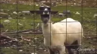 The Ultimate Goat Edition Supercut,это просто РЖАЧ!!!Смотреть всем!!!