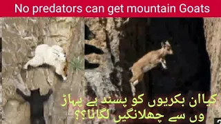 No predators can catch to mountain goats|| win or fall game bear vs Mountain goats: Life of goats