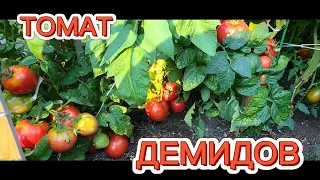 ТОМАТ ДЕМИДОВ. ОБЗОР КУСТА И ПОМИДОР 🍅. ШТАМБОВЫЕ ТОМАТЫ.