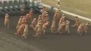 T-Rex Costume Race! - (HILARIOUS T-Rex Sprint Race)