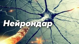 Нейрон | Әрекет потенциалы | Миелинді және миелинсіз талшықтар