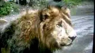 Lion attacks male Tiger (Tiger submitting)