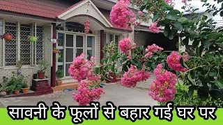 Savni | Sawni | Crape Myrtle | Pride of India | Furush Phool | Jarul phool Care and variety