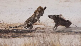 Leopards: The Masters of Secrecy and the Shocking Turn in Chase | Wild Animalogy