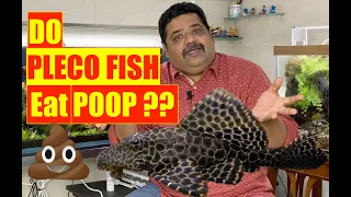 Do PlecoFish eat Poop? Aquarium Fish Problems, Is Common PlecoFish  illegal in India | Mayur Dev 4K