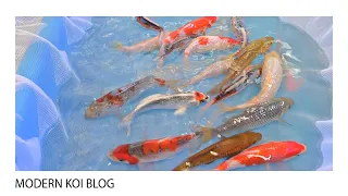 Modern Koi Blog #5175 - Die 15-18 cm Tosai aus unserem Tosai Shop-Direktverkauf