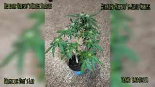 Highigan's 16 oz Solo Cup Challenge: Taking shape, Early flower, 1 month 1 week to go.