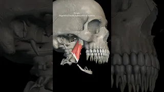 medial pterygoid muscle with origin insertion Nerve supply action|head and neck anatomy|mbbs1st year