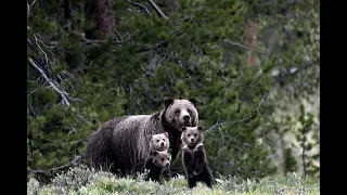 Wildlife Photography-Grizzly Bear Blondie & 3 Cubs -Jackson Hole/GrandTeton Park/Yellowstone/2022