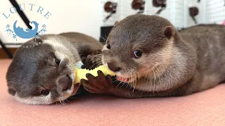 Otter Beat, A Little Prince You Can't Help But Root For.