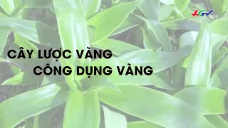 Cây lược vàng - công dụng vàng | Truyền hình Hậu Giang