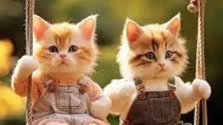 cat vedio beautiful cat couple cat #cat #foryou #catlover #cate #cate