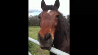 Ultimate horse fart