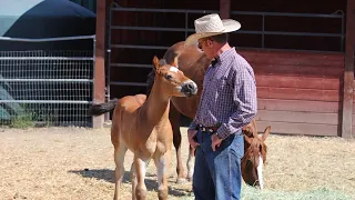 Touching a Foal that "can't" be Touched