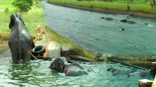 Elephant brothers fallen into Deep canal and fighting for survival rescued using a makeshift ladder