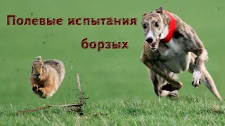 Полевые испытания борзых собак осень 2020. Field testing of greyhounds