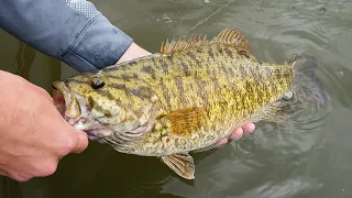 Smallmouth Bass River Fishing FROM SHORE (Tips)