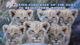 Lion cubs compete to climb highest rocks to get milk first