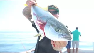 "You're Killing Me!" Yellowtail Everywhere!