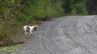 Fast Beagles Running Hare/Rabbit 2023