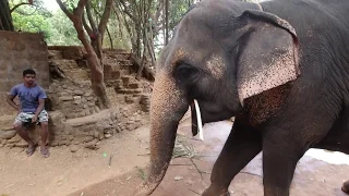 Обзор жилья, слоны в отеле Jungle Book Индия ГОА