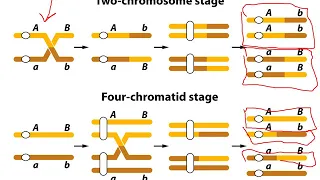 Mapping Eukaryote Chromosomes by Recombination (Chapter 4)