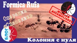 Муравьи Formica Rufa. Операция "Спасение". Финал