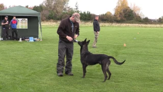 Knpv training searching Cerberus and Doris 🇮🇪