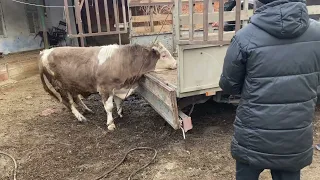 Продал быка симментальской породы прибыль от быка