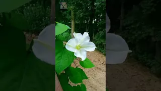 Moonflower blooming time lapse!