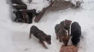 From underground, the puppies lined up to beg timidly when their mom was away