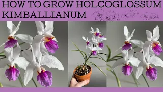 How to grow: Holcoglossum kimballianum. A fabulous cool tolerant and easy to grow orchid!