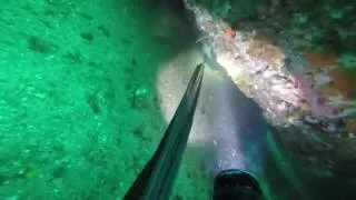 Spearfishing Sebastian getting Groupers Cobias and Lionfish