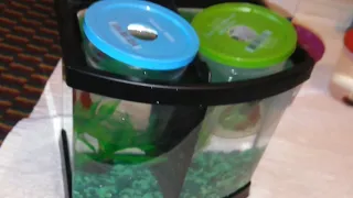 Setting up betta fish tanks