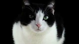 #Футаж черно-белый кот перед камерой ◄4K•HD► #Footage black and white cat in front of the camera