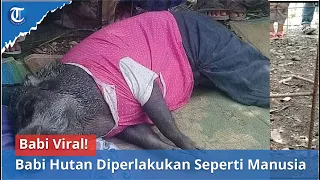 Babi Viral! Babi Hutan Diperlakukan Seperti Manusia di Muratara