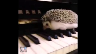 Ёжик на пианино. Оригинал