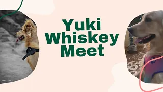 Yuki - Whiskey Special Meet ❤️ | First Rescue | Special Vlog