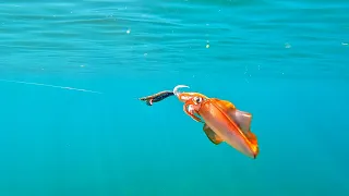 12 simple tricks to CATCH more SQUID