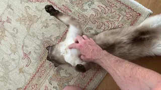 Siamese cat enjoys belly petting