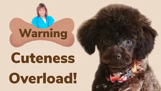 Adorable Poodle puppy haircut