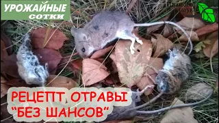 МЫШИ ДОХНУТ ТОЛПАМИ! ОЧЕНЬ ЭФФЕКТИВНЫЙ рецепт средства БЕЗ ШАНСОВ своими руками. Безопасно для кошек