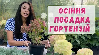 Осіння посадка гортензій.