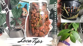 LECA TIPS & TRICKS | Leca Advice For Beginners