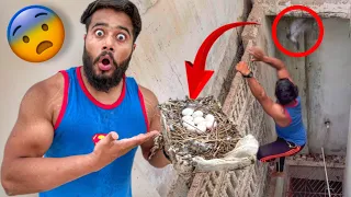 kabutaron ke ghosle se Sare Ande nikal liye kyon ? 😨 | Syed Fahad | the fun fin |