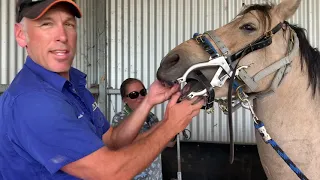 Horsing Around - Dental, Drench, and a Willy Wash