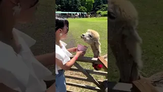 spitting llama