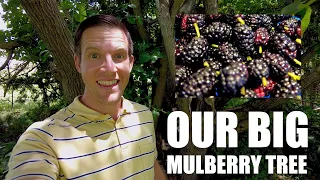 Mulberry Tree Benefits & Our MASSIVE Mulberry Tree